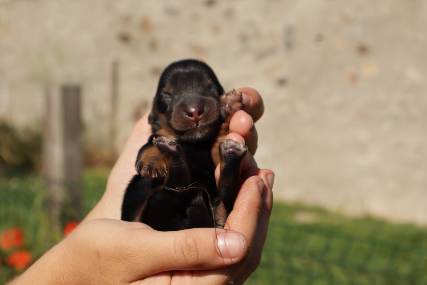 Chiots disponibles nés le 26 mai !