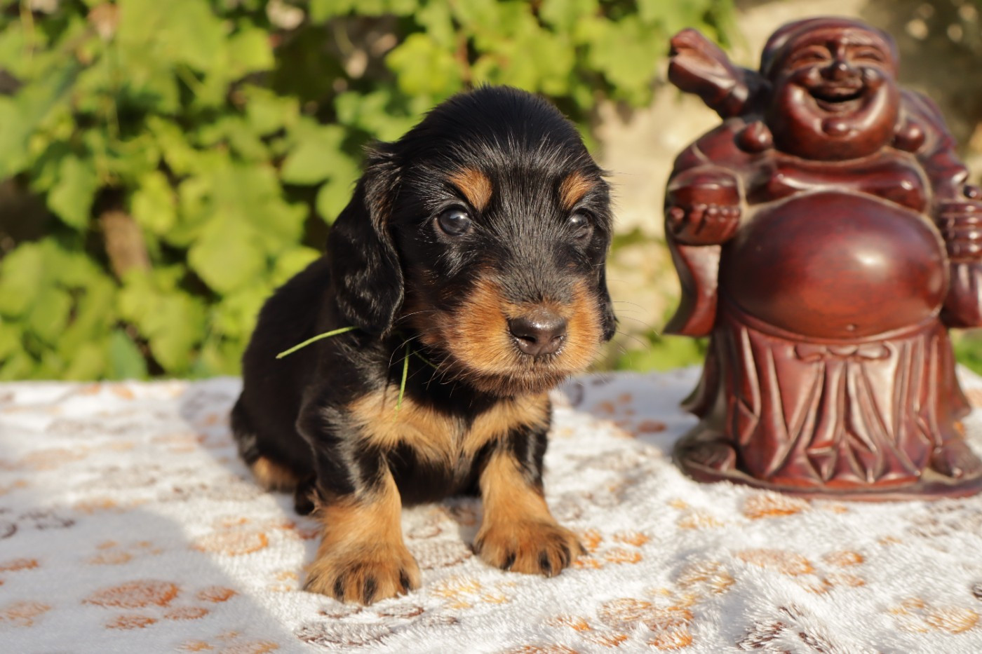 Chiots disponibles nés le 31 mai !