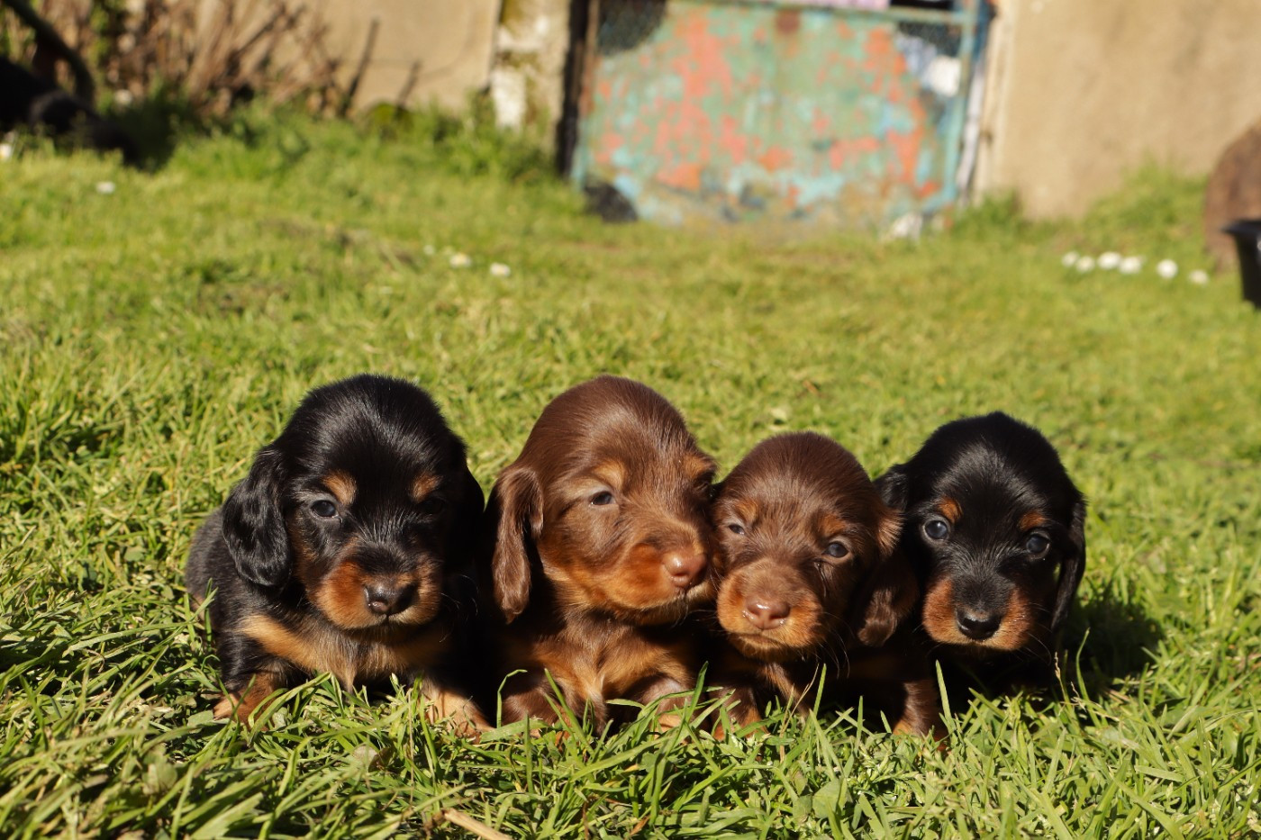 Chiots