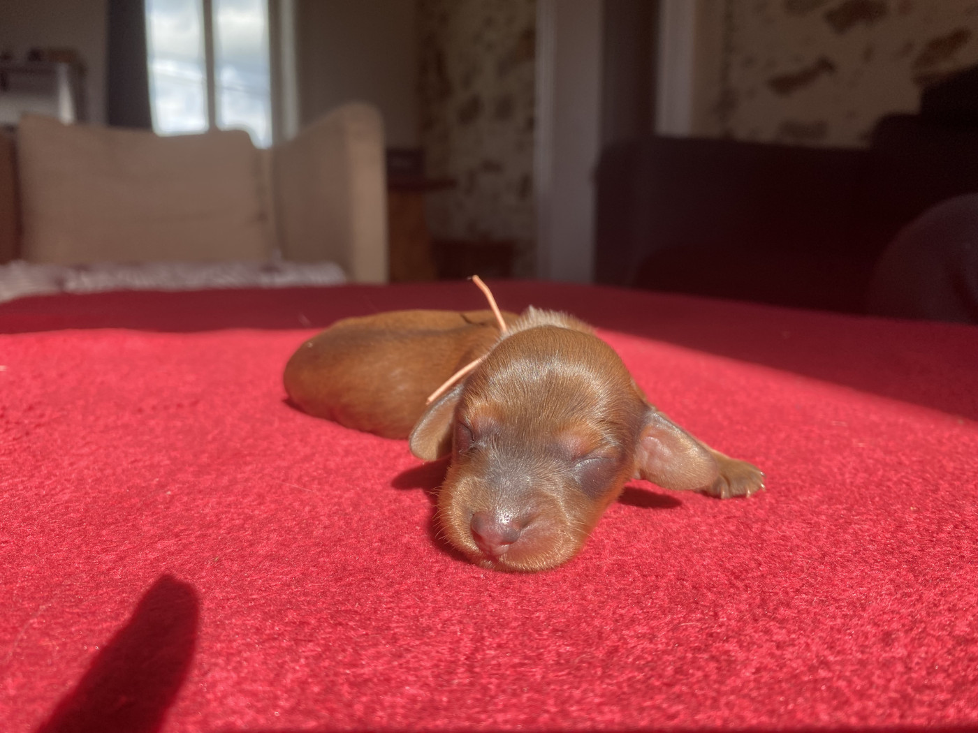 De La Touline - Teckel poil long - Portée née le 20/09/2025