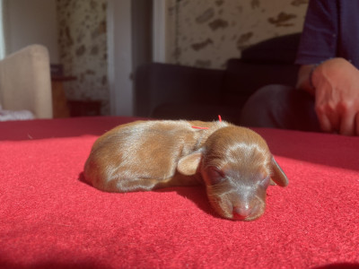 CHIOT 2