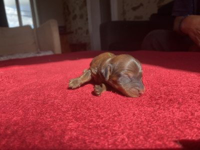 CHIOT 3
