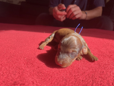 CHIOT 5
