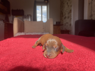 CHIOT 6